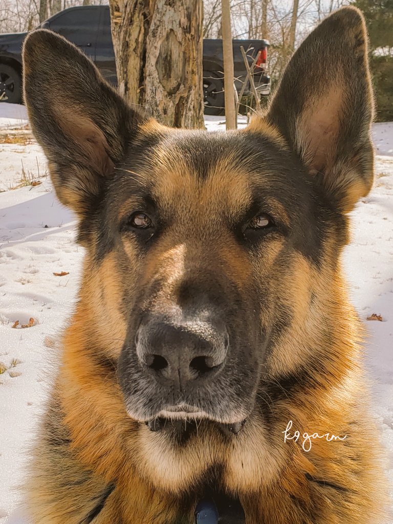 K9Garm's tweet photo. Taking a break from being a goofball 🤪 ➡️ 🔥 https://t.co/2YFZbAQcWN