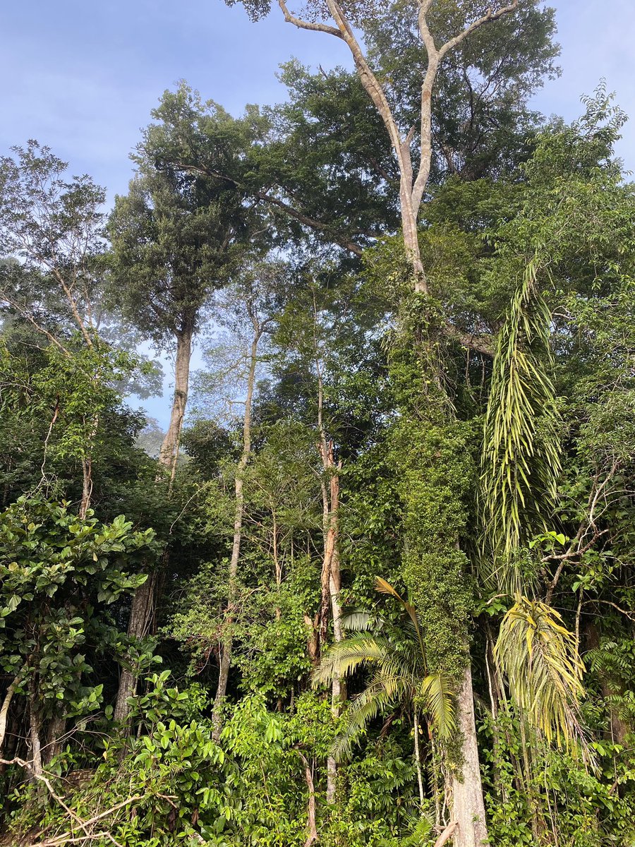 Operational training on illegal timber trafficking in the Brazilian #Amazonia thanks to @policiafederal & @ELPAcCTO with the support of @Europol & 🇨🇴🇪🇸🇫🇷🇳🇱🇵🇦🇵🇪 We’re coordinating investigations, exchanging information & training to propely identify #timber 🪵🌳🌴#somosELPAcCTO