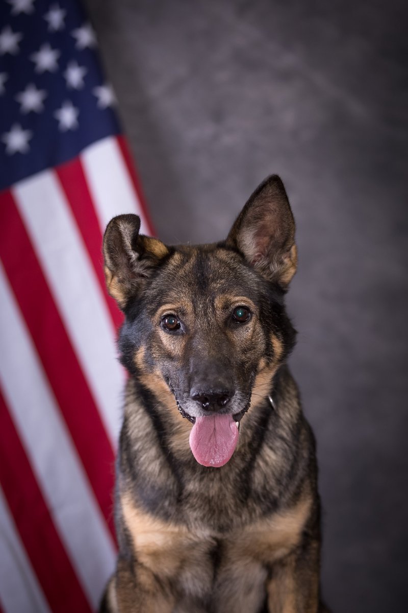 roanokepolice's tweet photo. We are heartbroken to announce the passing of retired #RPDK9 Gunner. K-9 Gunner passed away last week after a long battle with a medical condition. #K9Gunner served from 2013-2021 when he retired to live with his partner Sgt. Barber... https://t.co/1pWQgjRsrP