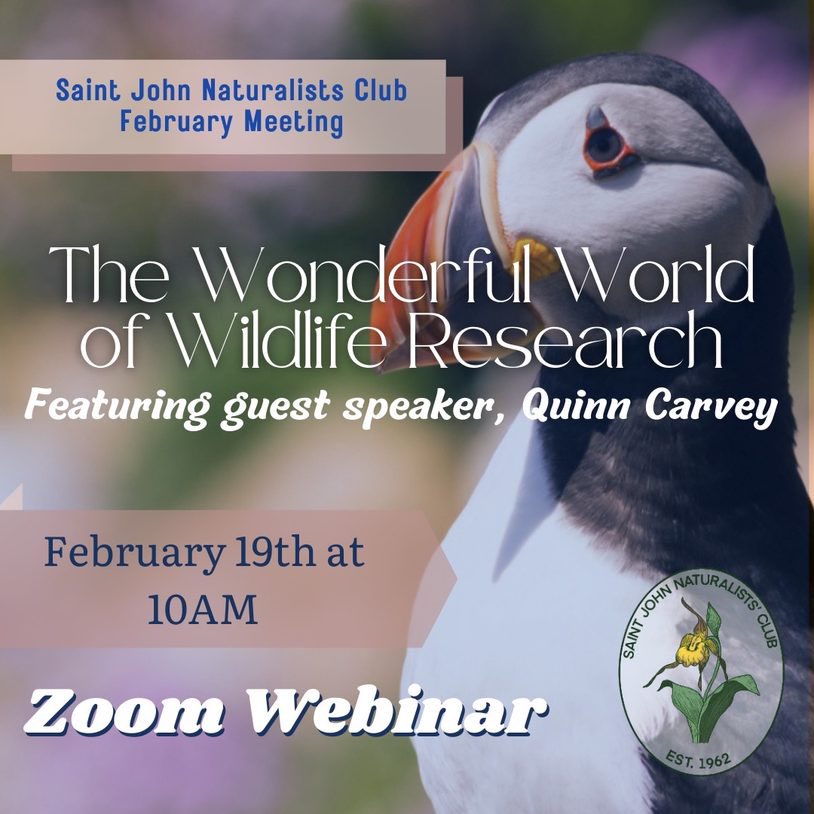 Nature Saint John (@naturesaintjohn) on Twitter photo Coming up at our Feb.19 mtg. "The Wonderful World of Wildlife Research” w/ guest Quinn Carvey, PhD student <a href="/unbsaintjohn/">UNB Saint John</a> Quinn will highlight projects to showcase research being conducted on amazing & diverse wildlife. Open to all! Registration req'd. form.jotform.com/22031361460524 Coming up at our Feb.19 mtg. "The Wonderful World of Wildlife Research” w/ guest Quinn Carvey, PhD student <a href="/unbsaintjohn/">UNB Saint John</a> Quinn will highlight projects to showcase research being conducted on amazing & diverse wildlife. Open to all! Registration req'd. form.jotform.com/22031361460524