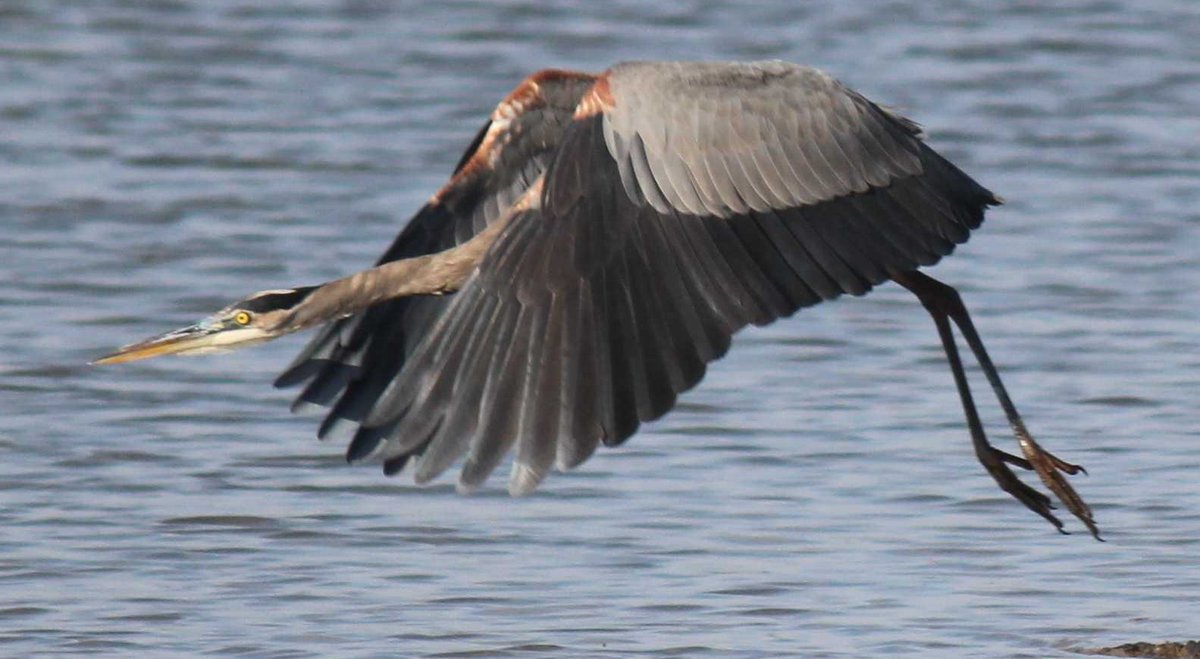 sputterfuss6's tweet photo. #bird #photography #flight #heron #unmasked #jetpropelled https://t.co/Z7nuKNUgzF