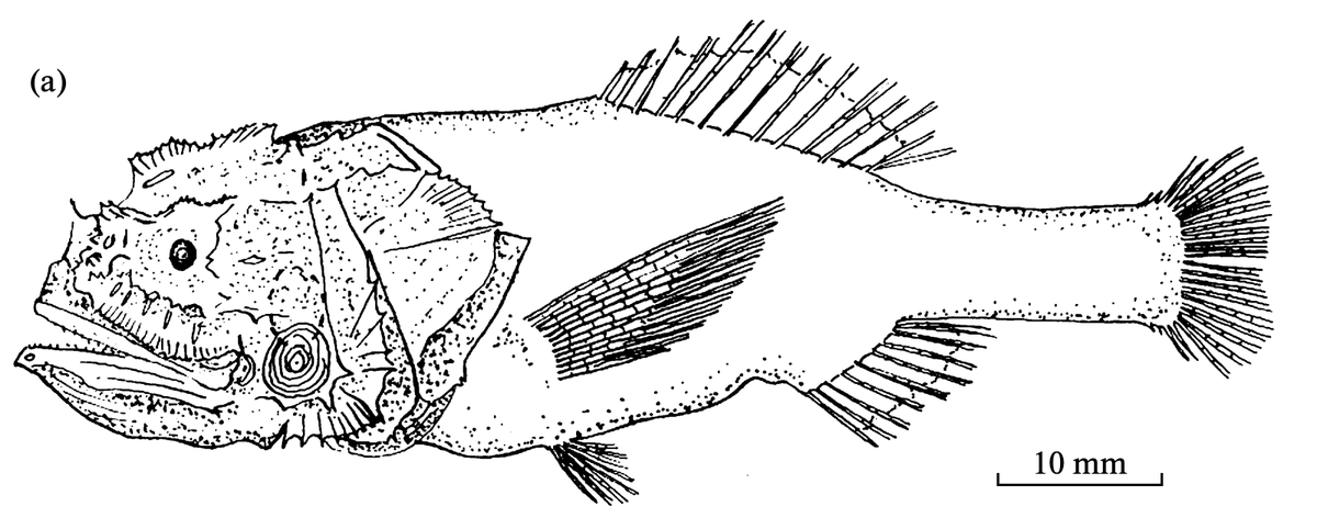 Ben Frable 🐟 tweet media