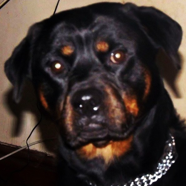 AlphaSheWolfxX's tweet photo. Good by my furr baby daughter Roxy I miss you so much our little moments snuggles stealing my gaming chair telling all other furr babies off for being naughty you was the pack leader baby girl never going to be the same without you!!!! 😭😢😭 
05/02/2022 ❤️❤️❤️❤️ https://t.co/7Tv8FPH9ca