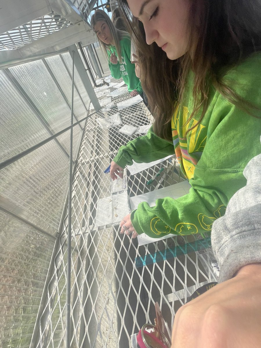 MRobsAg's tweet photo. The Principles of Agriculture, Food and Natural Resources classes are working on their seed germination lab with their monocot and dicot seeds. They have the measure their growth so they can compare the two seeds and their germination rates. #learningbydoing #LCFFA https://t.co/NVxLNexUbK