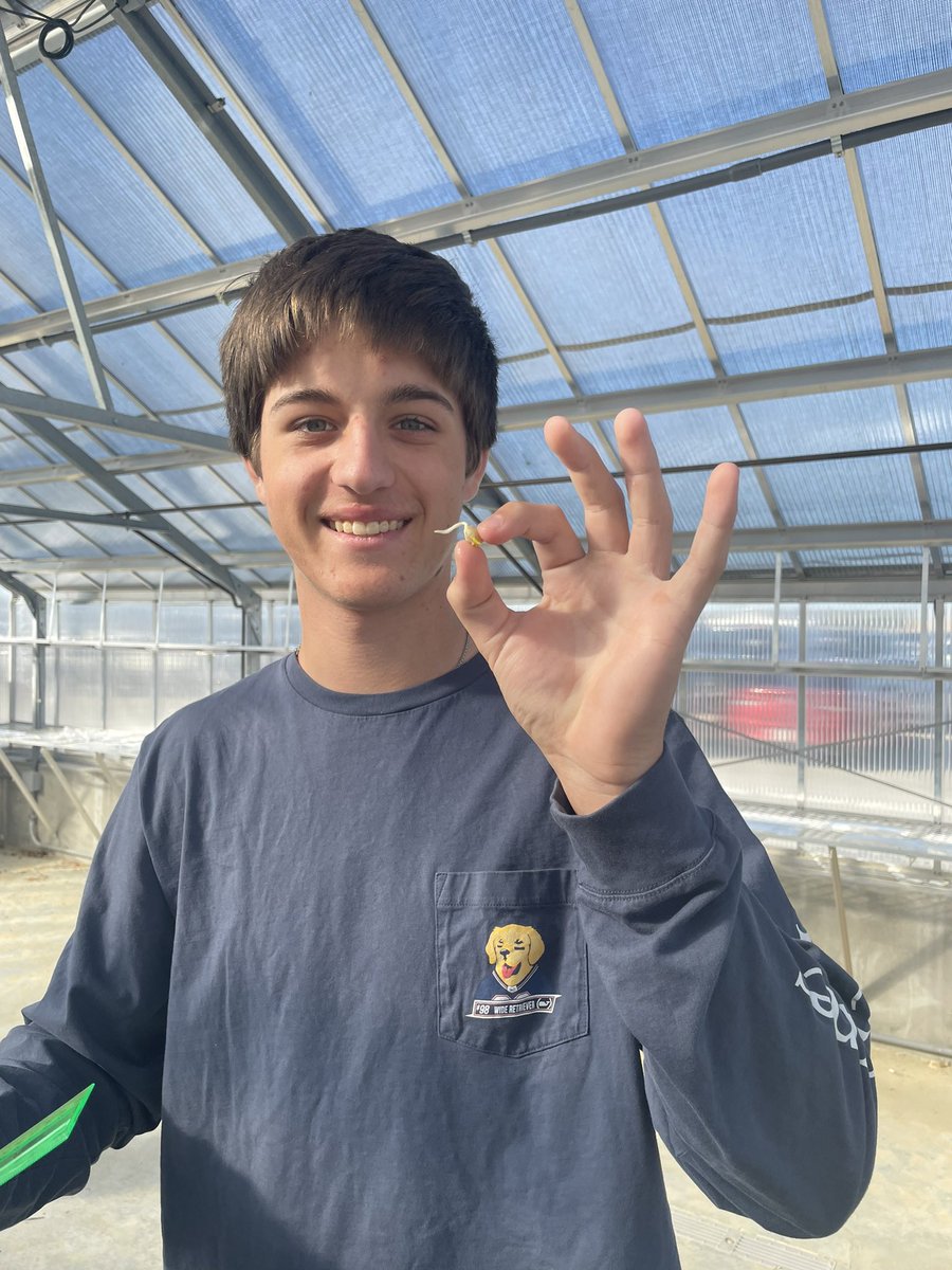MRobsAg's tweet photo. The Principles of Agriculture, Food and Natural Resources classes are working on their seed germination lab with their monocot and dicot seeds. They have the measure their growth so they can compare the two seeds and their germination rates. #learningbydoing #LCFFA https://t.co/NVxLNexUbK