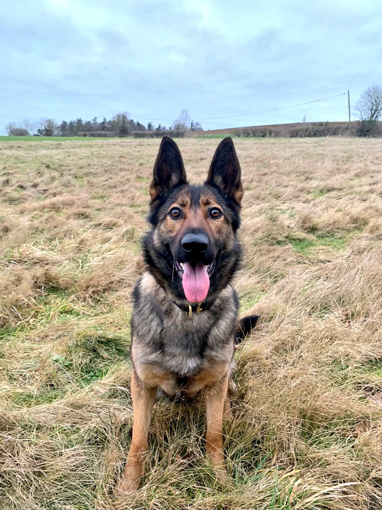 BTPDogs's tweet photo. Team effort last night with @NPAShq PD Cali played a vital role in detaining a number of suspects trespassing on a substation in #nunhead Further arrests were made for drugs possesion.👏 👏🐶🐾 https://t.co/NYAh57kfAF