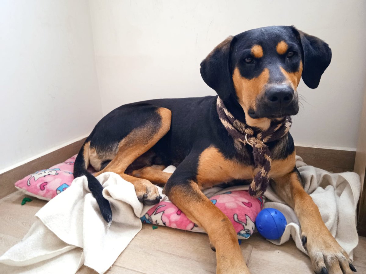 Este perrito se encontró en los alrededores de Bavaria(puerta principal Av. Boyacá - Bogotá D.C), no tenía collar pero según sus comportamientos    no es de calle. <a href="/MONYRODRIGUEZOF/">MÓNICA RODRÍGUEZ 🐤</a> <a href="/AnimalesBOG/">Protección Animal Bogotá</a> <a href="/andreanimalidad/">Andrea Padilla |Senado Alianza Verde🌻#️⃣1️⃣4️⃣</a> Ayuda para difundir. Gracias