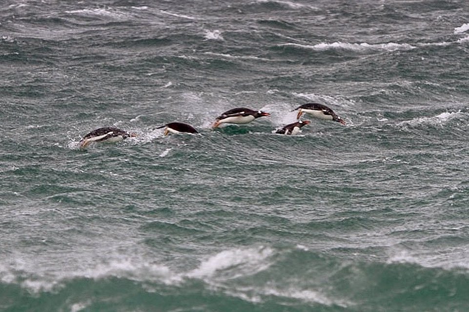 PenguinsIntl's tweet photo. Today’s #PenguinOlympics event is the freestyle swim. It might be the white racing stripe across their eye that makes the #gentoos the fastest swimmers of all the penguins. Gentoos took first place with a record swim of 22 mph.
#penguinolympics #olympicgames #goldmedal https://t.co/dk82f86y0C