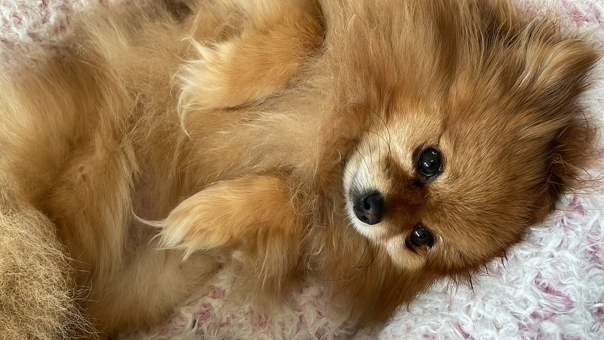 AnnaProsser's tweet photo. Nizki says it’s time to watch #Cupdates. https://t.co/k3oe2ipjsg https://t.co/umQ1cSi2lq