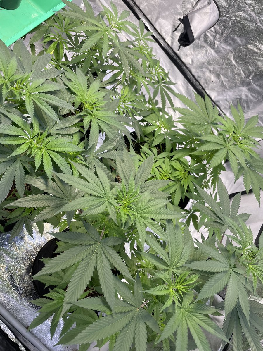 Banana Mango 👀💪💪 #spiderfarmer sf1000💡🌱☘️ #growyourown I’m loving the green