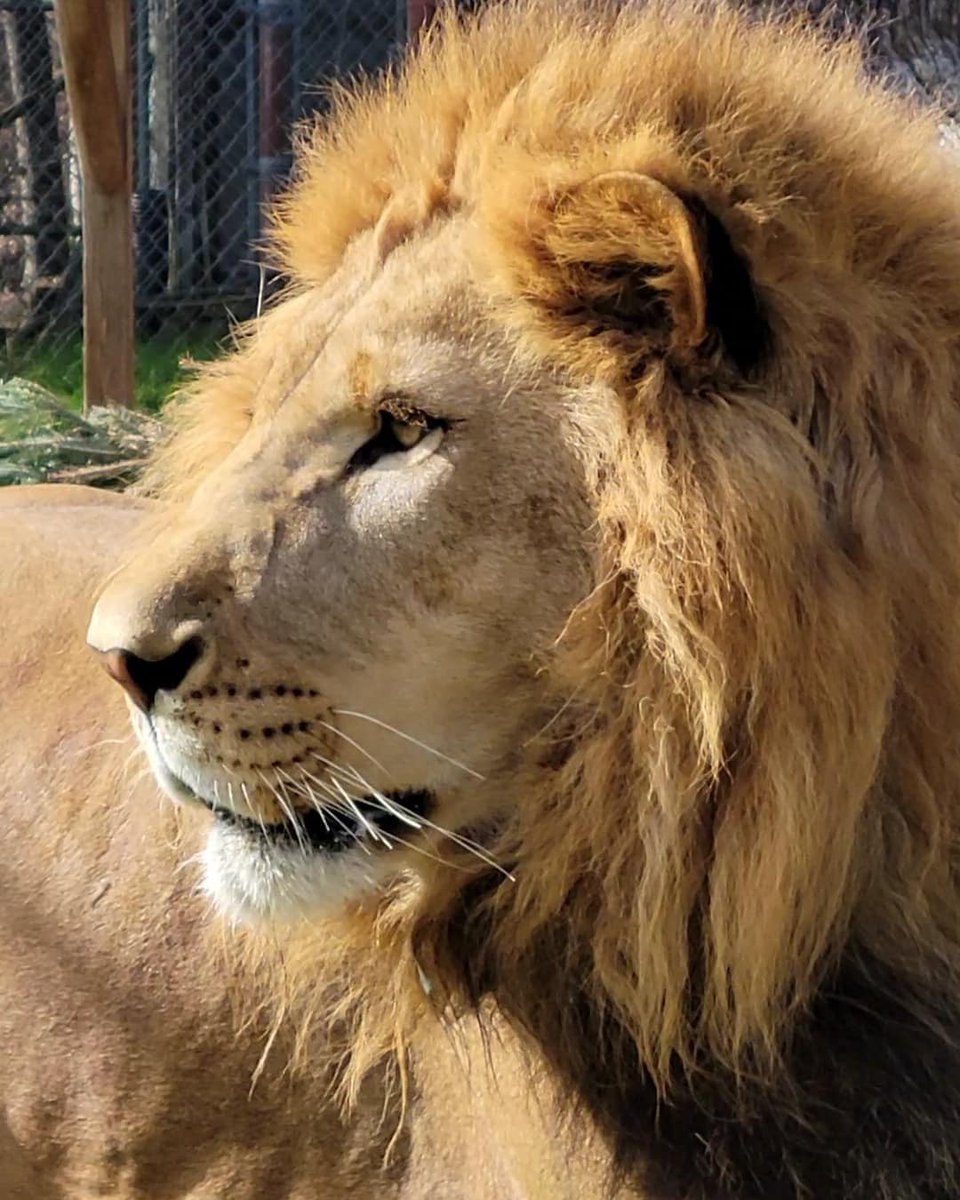 CedarhillAnimal's tweet photo. Our Tafari is growing up to be quite the handsome gentelion ;) https://t.co/K2zEiyVlez