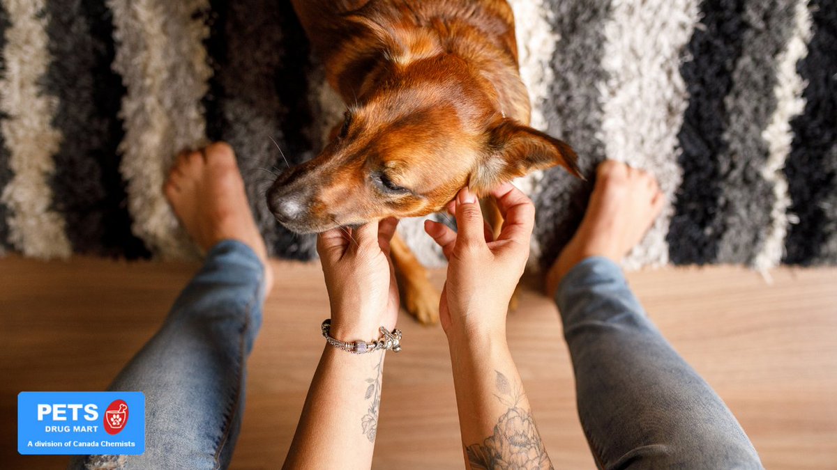 It is important to welcome and make your pets feel at home. 🐶 🐾 
 
Similar to humans, our furry little friends can also find it difficult to cope with a new environment. 

Read more how to help your pet adjust: bit.ly/3Fxh5cw 

#PetsDrugMart #PDM