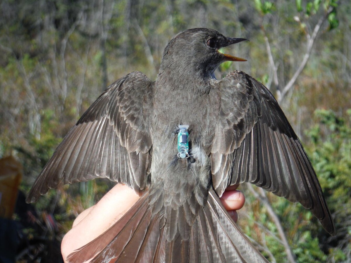 USGS_Alaska's tweet photo. One of the longest documented songbird migrations is by Olive-sided flycatchers. Migrating 14,636 miles from boreal forests in Alaska to wintering areas in northwestern South America and back again! More at https://t.co/AZ0hT2hI19 #songbird #ADFG #USGS https://t.co/SOdVFUhOf0