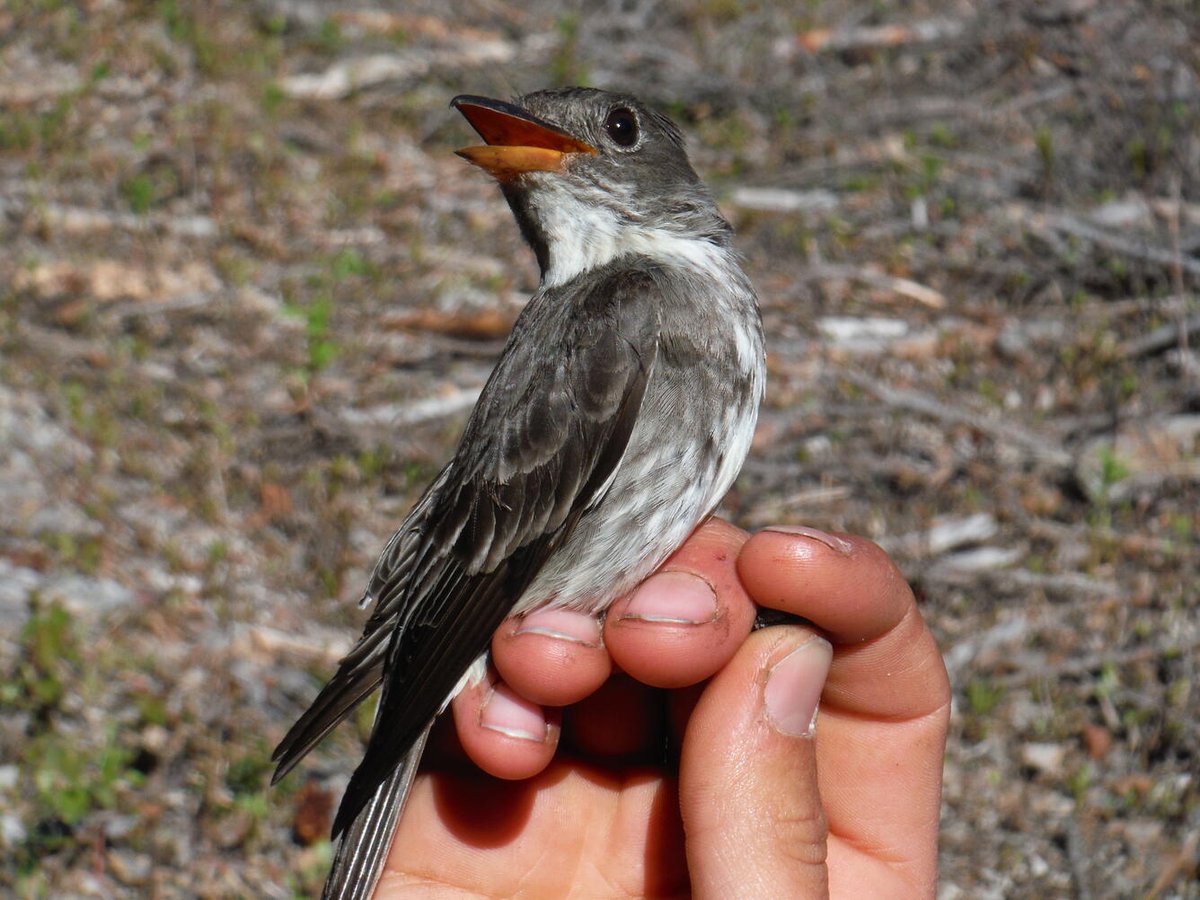 USGS_Alaska's tweet photo. One of the longest documented songbird migrations is by Olive-sided flycatchers. Migrating 14,636 miles from boreal forests in Alaska to wintering areas in northwestern South America and back again! More at https://t.co/AZ0hT2hI19 #songbird #ADFG #USGS https://t.co/SOdVFUhOf0