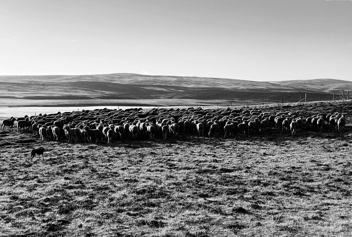 justin_westside's tweet image. Bit of early morning #shepherding with Texas to catch the ferry with #sheep365 #islandlife