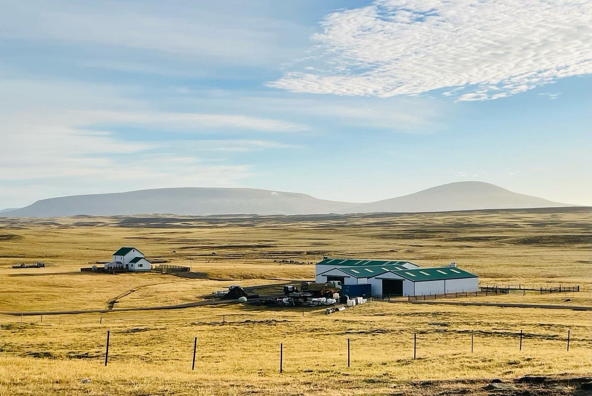 justin_westside's tweet image. Bit of early morning #shepherding with Texas to catch the ferry with #sheep365 #islandlife
