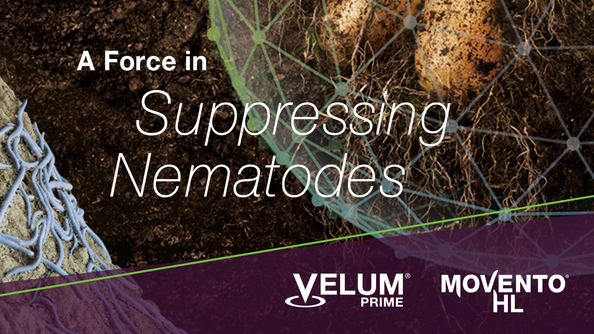 BayerCropProUS's tweet photo. Growing high-quality potatoes is a process. As is protecting them from pests like nematodes.  
 
Learn how our 75-Day IPM Program creates a #ForceInTheField against nematodes. 🥔  https://t.co/j7os0aTgNf
 
#CropProtection https://t.co/jV0kmNZmw8