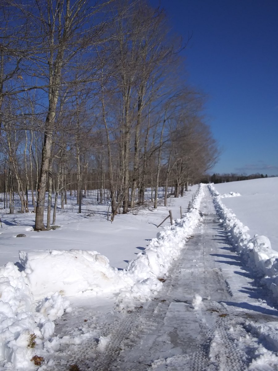 ChickenJen's tweet photo. It's that time of year again. The sap is starting to run, and the saps are starting to run after it. #Maine #maple #mapling #maplesyrup #sap #tappingtrees https://t.co/E0QWUY2p5H