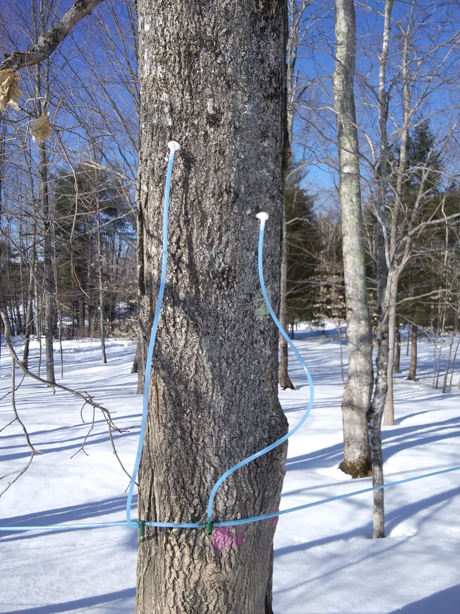 ChickenJen's tweet photo. It's that time of year again. The sap is starting to run, and the saps are starting to run after it. #Maine #maple #mapling #maplesyrup #sap #tappingtrees https://t.co/E0QWUY2p5H