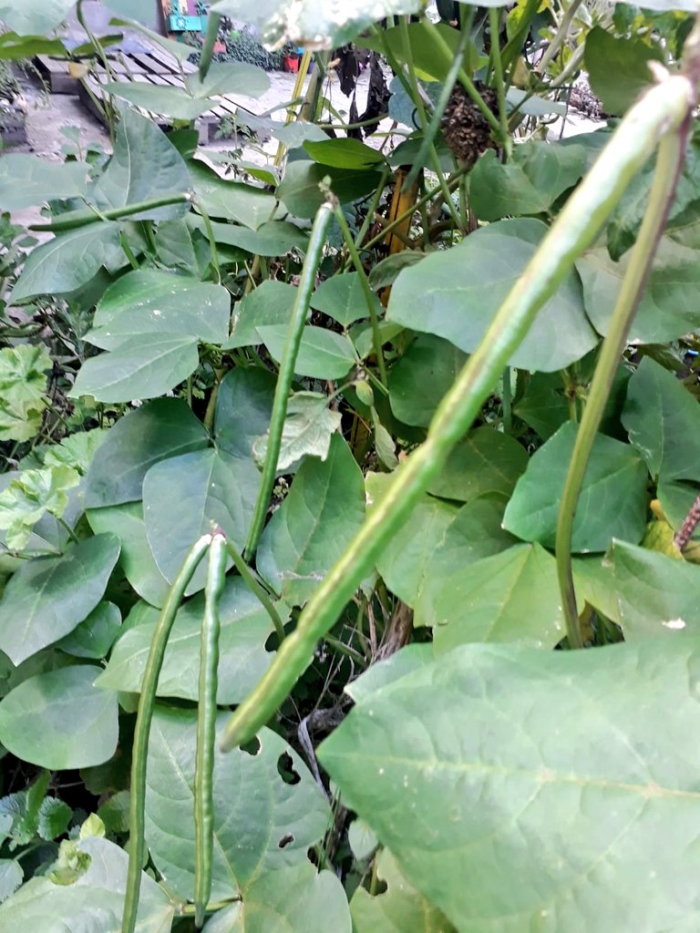 CMtorcuato's tweet photo. Hoy recibimos unas fotos que nos comparte nuestra vecina huertera  la Sra. Beatriz, nos impactaron por su belleza y variedad, especialmente nos llamó la atención el poroto morado. Variedad que adquirió en una jornada de intercambio de plantines en Tigre. La felicitamos! 🙂 https://t.co/sWfOHMBkU9