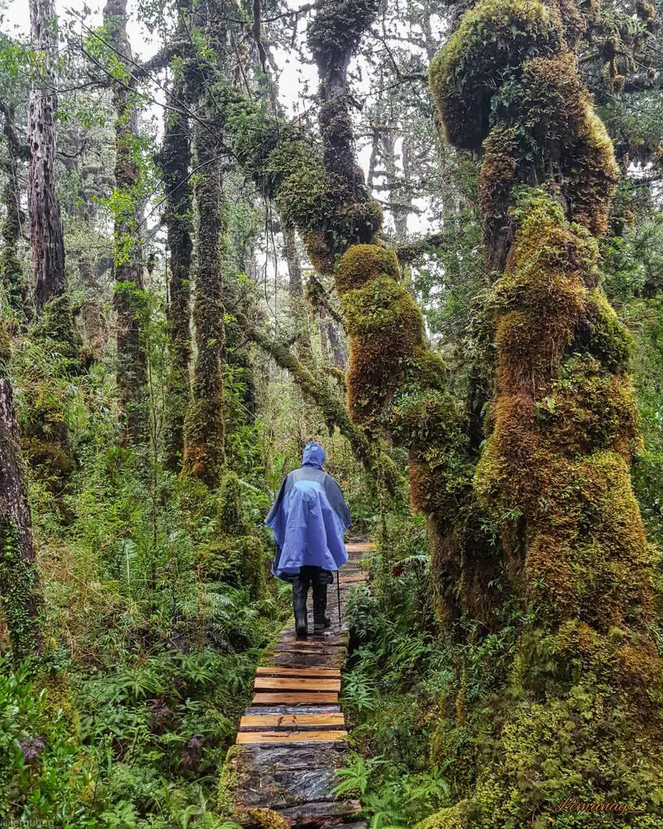 RutadeParques's tweet photo. La Ruta de los Parques es una importante zona de amortiguación para contrarrestar la crisis climática. Sus bosques y suelos son un gran sumidero de carbono, gracias a su capacidad de almacenar casi tres veces más CO2 por hectárea que la Amazonía |📷: lemunag_ (IG)/ PN Pumalín DT https://t.co/aX4q6rEydk