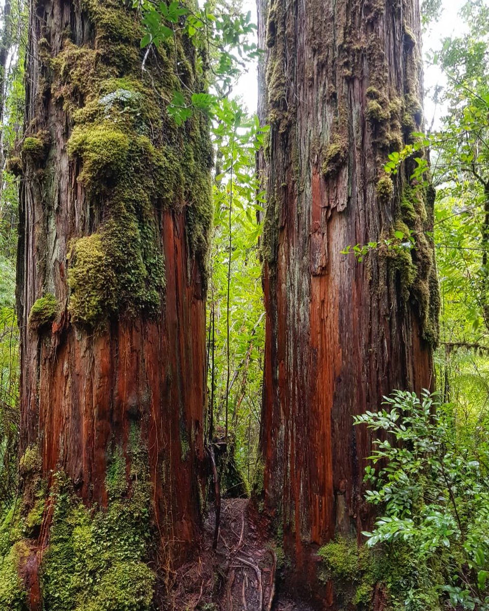 RutadeParques's tweet photo. La Ruta de los Parques es una importante zona de amortiguación para contrarrestar la crisis climática. Sus bosques y suelos son un gran sumidero de carbono, gracias a su capacidad de almacenar casi tres veces más CO2 por hectárea que la Amazonía |📷: lemunag_ (IG)/ PN Pumalín DT https://t.co/aX4q6rEydk