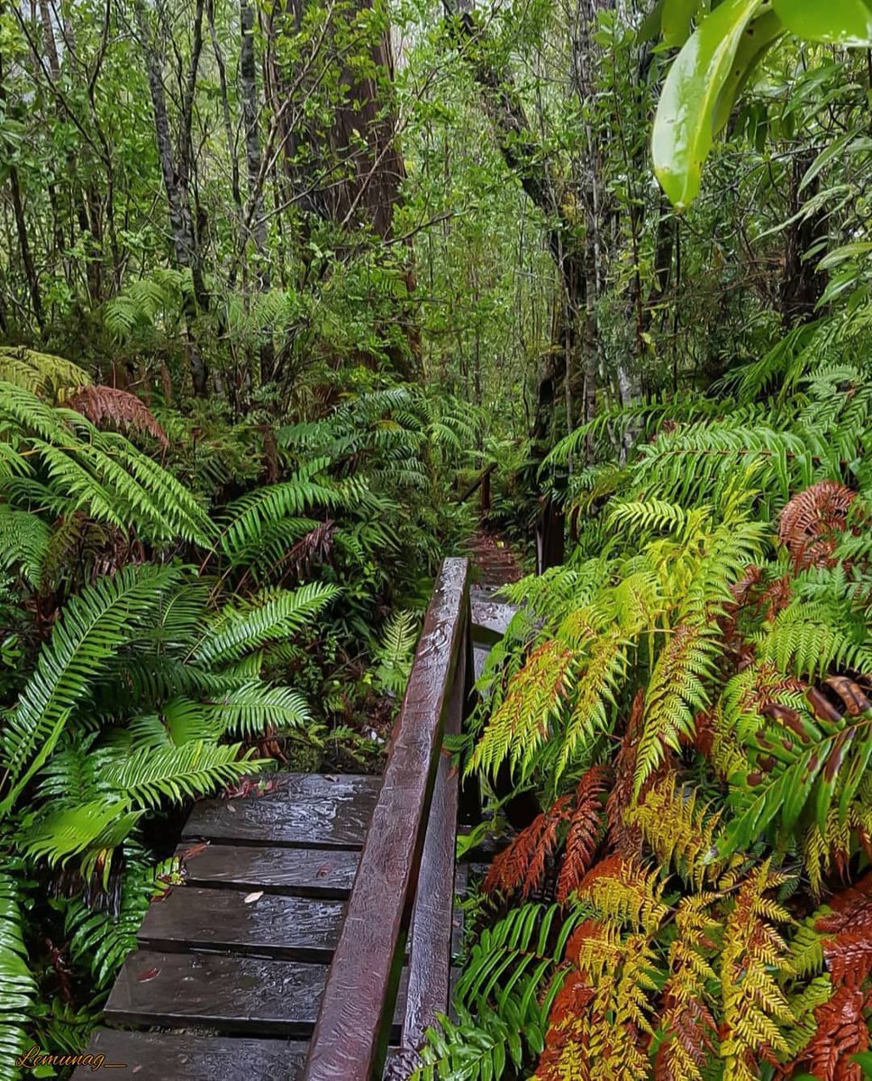 RutadeParques's tweet photo. La Ruta de los Parques es una importante zona de amortiguación para contrarrestar la crisis climática. Sus bosques y suelos son un gran sumidero de carbono, gracias a su capacidad de almacenar casi tres veces más CO2 por hectárea que la Amazonía |📷: lemunag_ (IG)/ PN Pumalín DT https://t.co/aX4q6rEydk