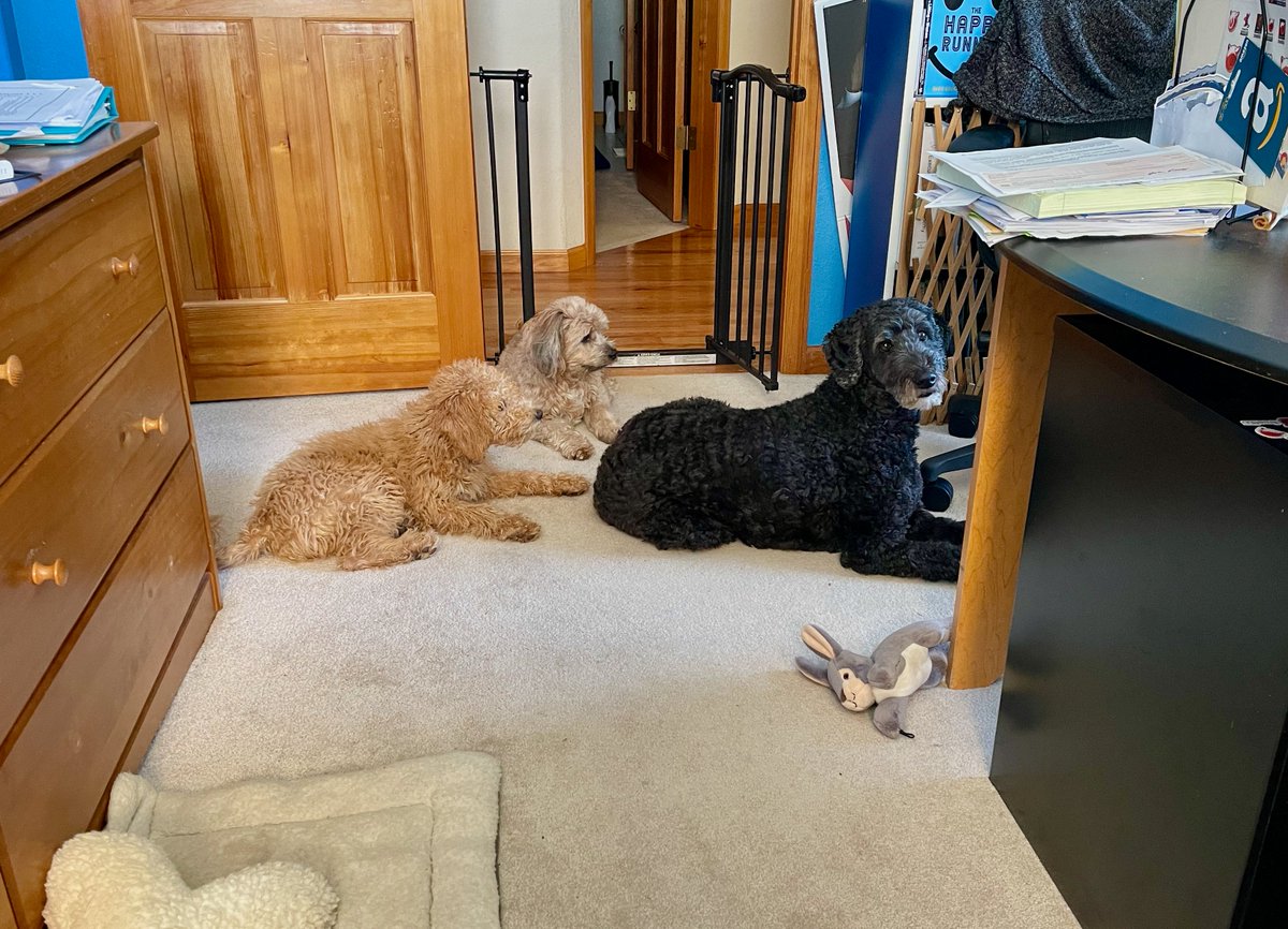 dgoodkin's tweet photo. I know they are plotting something. Something bad. #DogsOfFreeBSD https://t.co/JeBzlVb7Fl