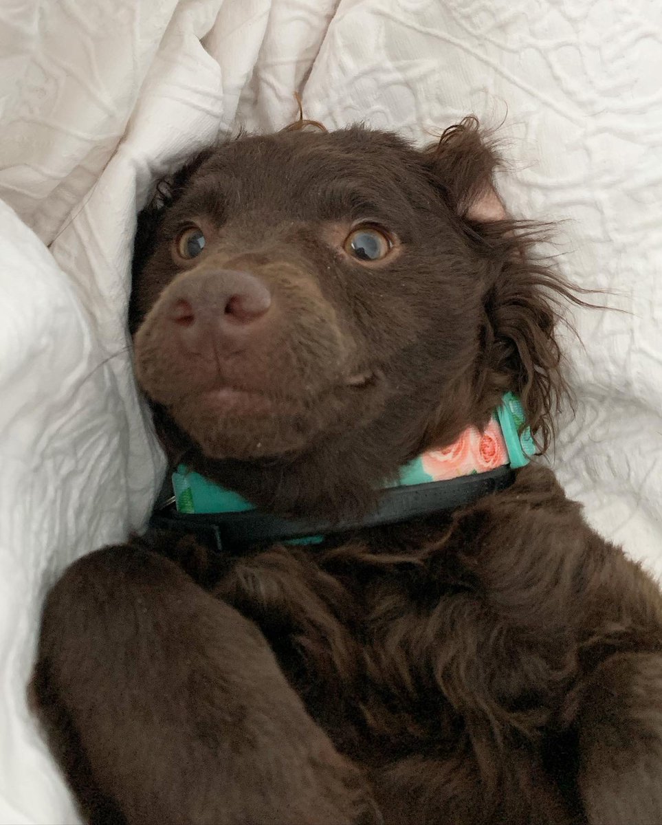 carolma46's tweet photo. I’ve been avoiding Twitter bc it’s exhausting and depressing to scroll through countless tweets of poor decisions made by the government, but after yesterday’s announcement I think we could all use some good news and a timeline cleanse, so here’s our newest member of the family https://t.co/kKuPPDhcoD
