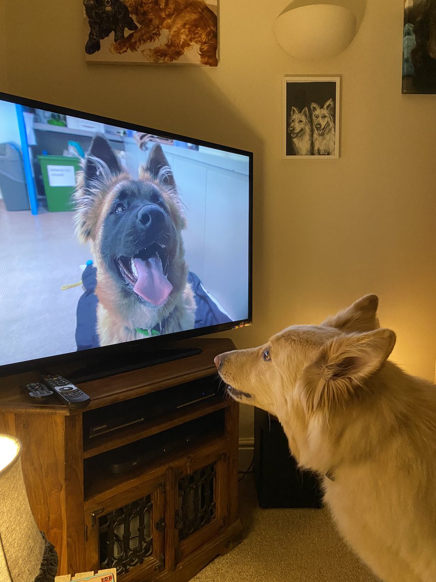 baylis_helen's tweet photo. It’s that favourite time of the week #realpogdogs #POGDOGS https://t.co/0LKtqiiBpR