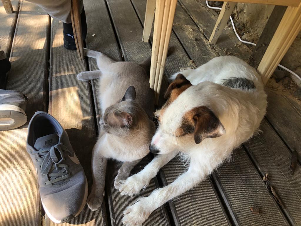 Shoe (Archie and Jaynes for scale)
#dogsoftwitter #CatsofTwittter