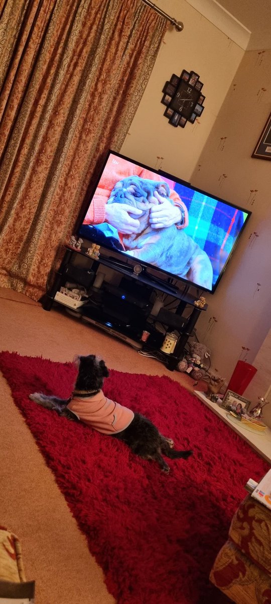 You can tell #POGDOGS is on again ha ha @RealPOGDogs