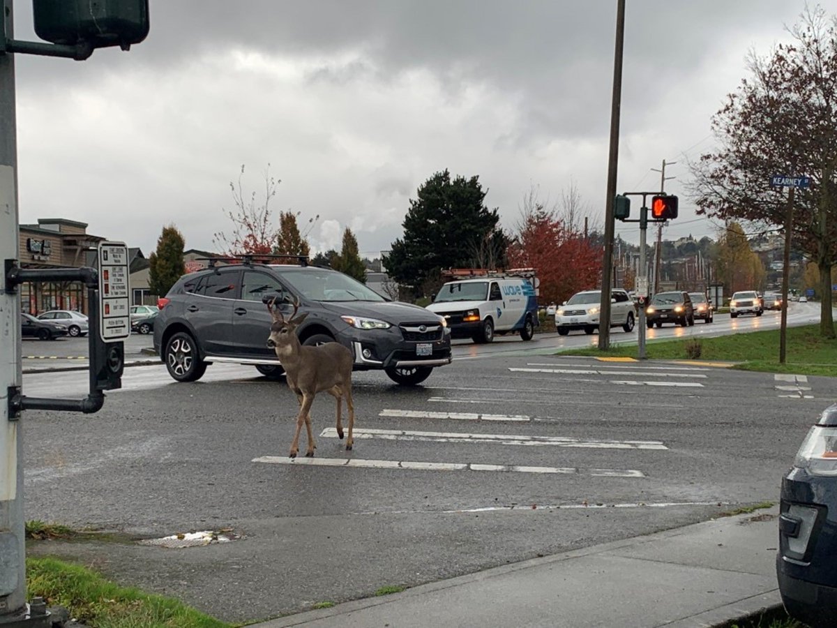 BarbChamberlain's tweet photo. All ages and abilities! Pic taken in Port Townsend on SR20 by @WSDOT's Scott Davis. Guess the buck didn't see the don't-walk signal, or chose to ignore it. https://t.co/MSLoKMvWMA
