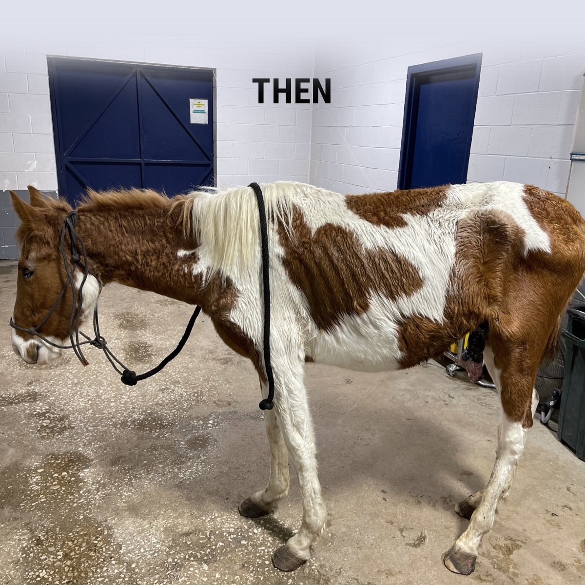 Habitat for Horses tweet media