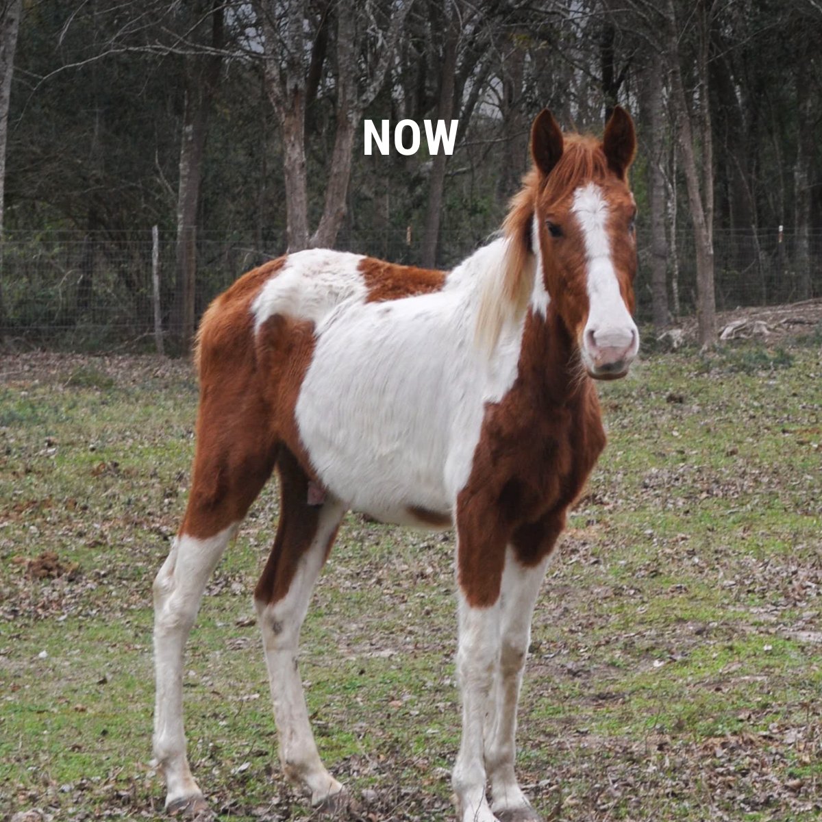 Joe is already doing better, but this tough guy has a long journey to go before he’s healthy enough for surgery. With Valentine’s Day just a week away, can you chip in to send our newest rescue the love and care he needs? bit.ly/SendLoveTW2