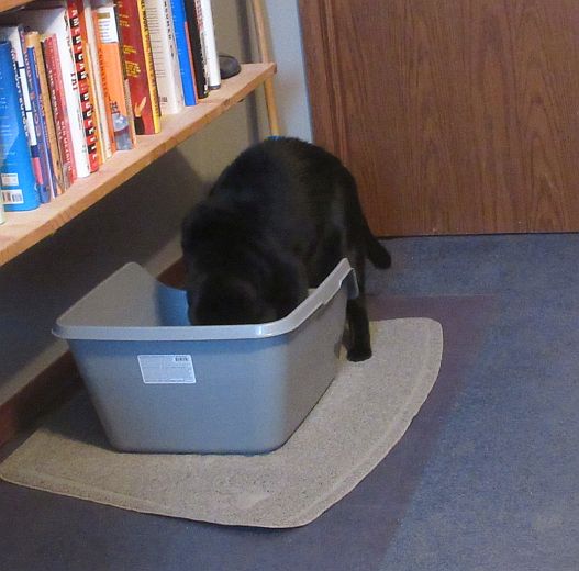 Happy #WeerdoWensday! We got noo potty litter and Esther keeps playing in it. O boyyyyy! @crosseyedollie @Blutospin @badpiratemonkey @PicklesBottom @cat01cat01cat01 @kimmies_kitties @LuckyDaPuppyCat @fluffybasil @LordGraydon @StrayLiotta @JethroKitty @3coolkatz @SocksMcFurry