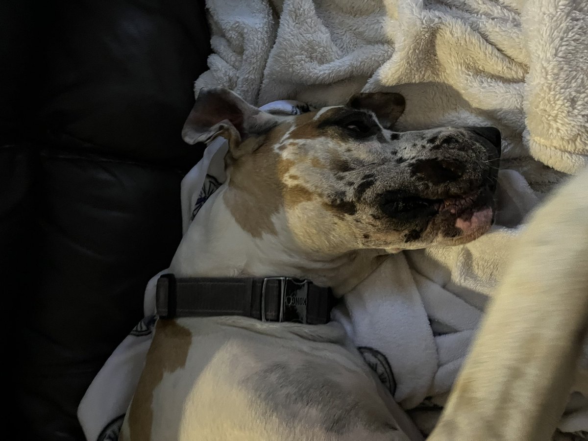 MooseGoose_GD's tweet photo. Ever wonder how big Mooses paw is?? Here’s a comparison to his hoosis!! #greatdane #DogsofTwittter #bigpaw #moose #goose #cute #dog #puppy https://t.co/LWvHoK5dVx