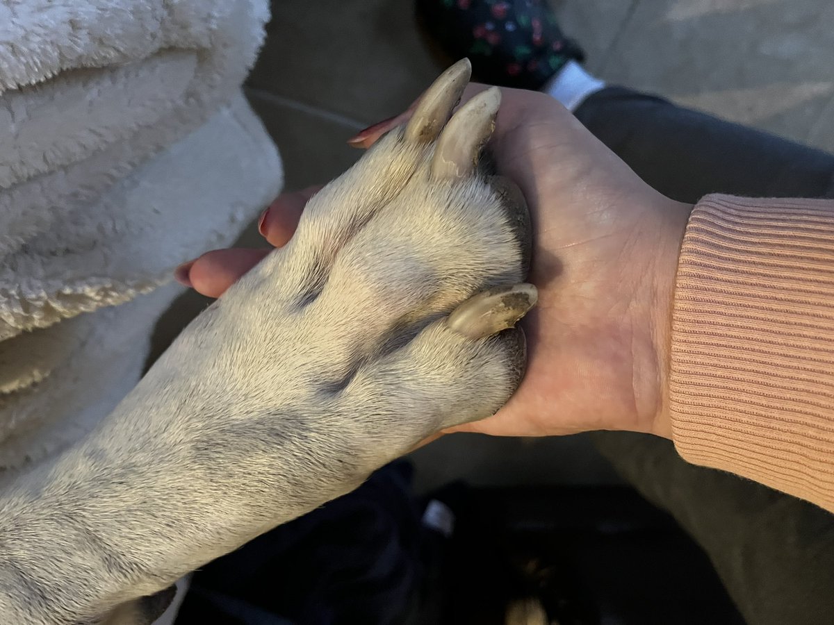 MooseGoose_GD's tweet photo. Ever wonder how big Mooses paw is?? Here’s a comparison to his hoosis!! #greatdane #DogsofTwittter #bigpaw #moose #goose #cute #dog #puppy https://t.co/LWvHoK5dVx
