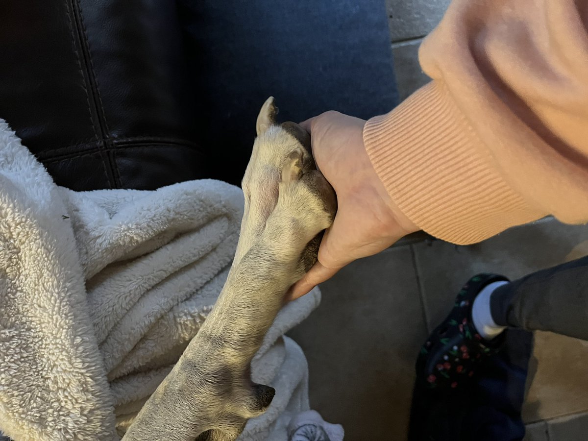 MooseGoose_GD's tweet photo. Ever wonder how big Mooses paw is?? Here’s a comparison to his hoosis!! #greatdane #DogsofTwittter #bigpaw #moose #goose #cute #dog #puppy https://t.co/LWvHoK5dVx
