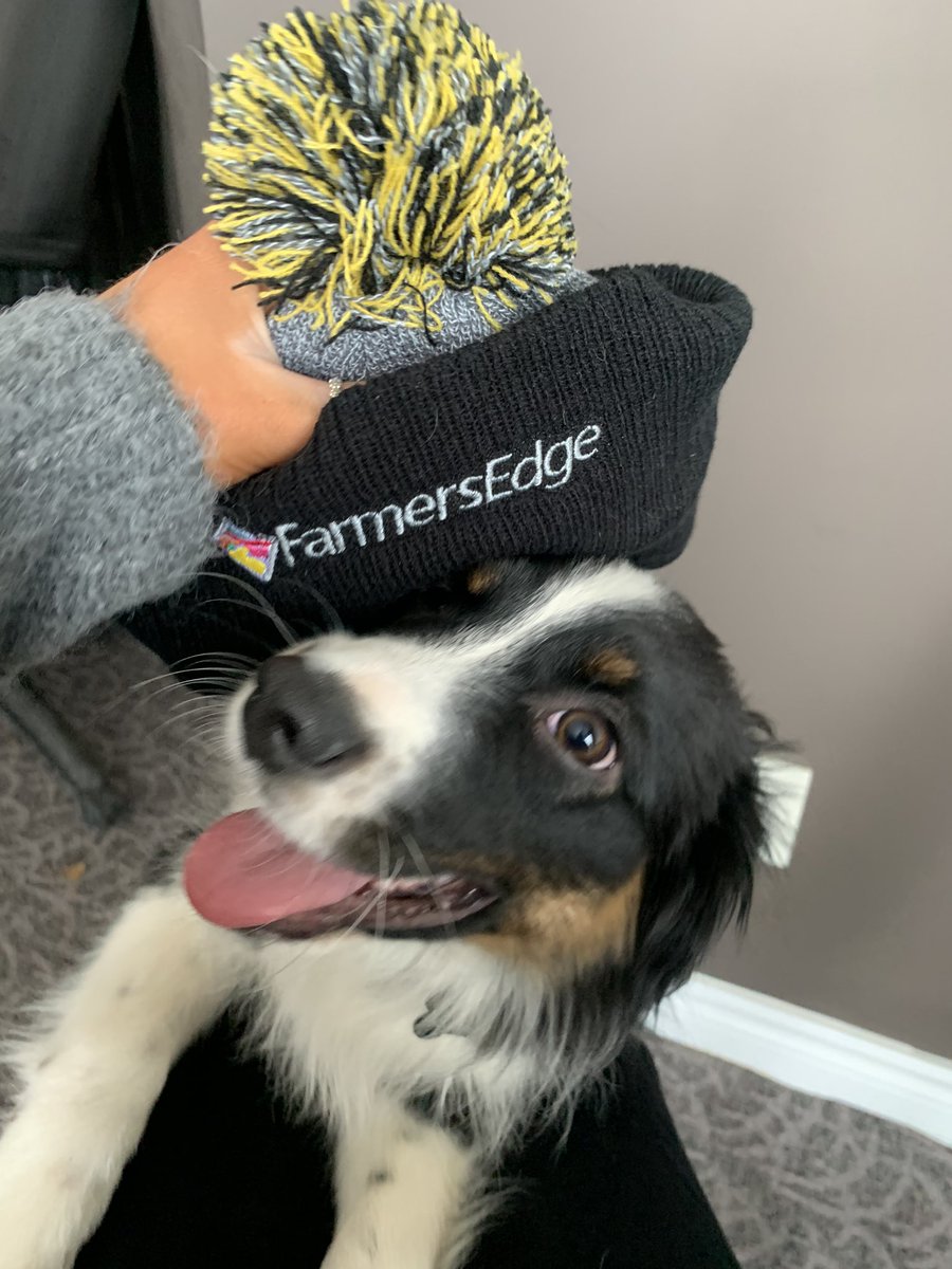 Farm dog Baxter loves Farmers Edge! <a href="/farmers_edge/">Farmers Edge</a>