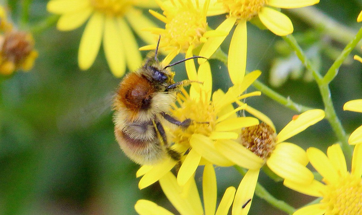 Michael Foley tweet media