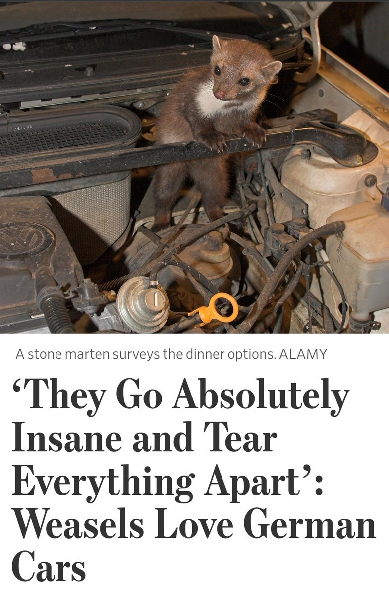 top .5% mountain goats guy🧝‍♂️ tweet media