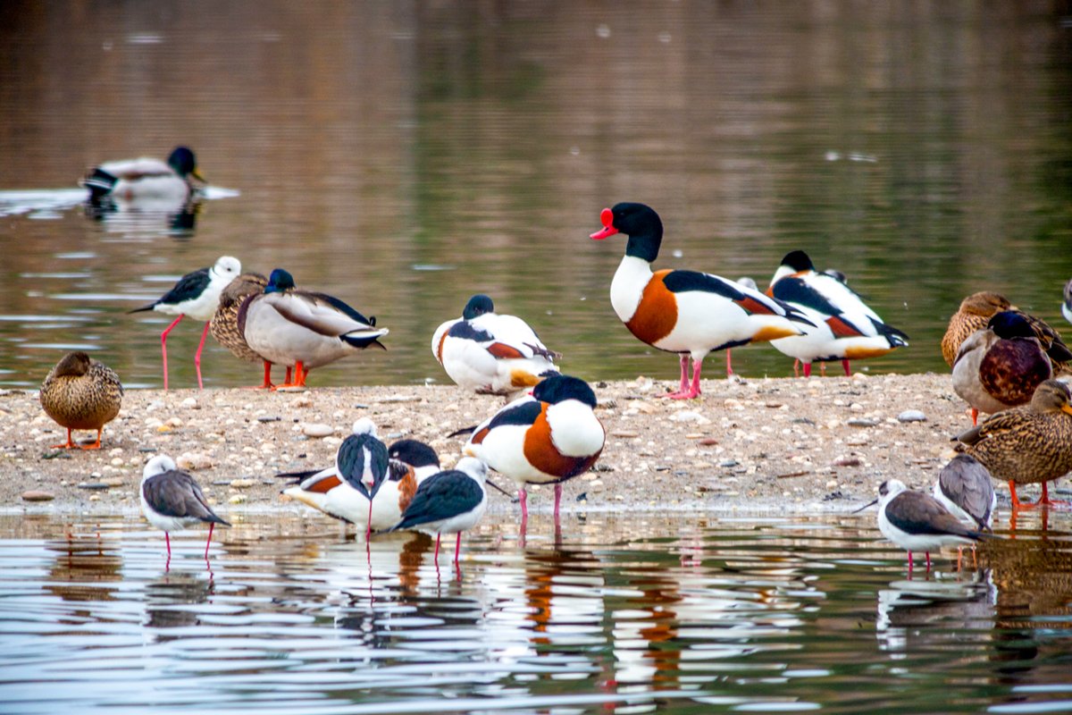 samarucdigital's tweet photo. Tarro blanco
Ànec Blanc
Common shelduck
(Tadorna tadorna)
🦆🦅🦉 Descobreix els ocells de la Comunitat Valenciana amb #SamarucDigital
https://t.co/moiOgzlkek...
#birds #birdwatching #birdphotography #Aves
Foto: @alvolai https://t.co/OyQijoW5fj