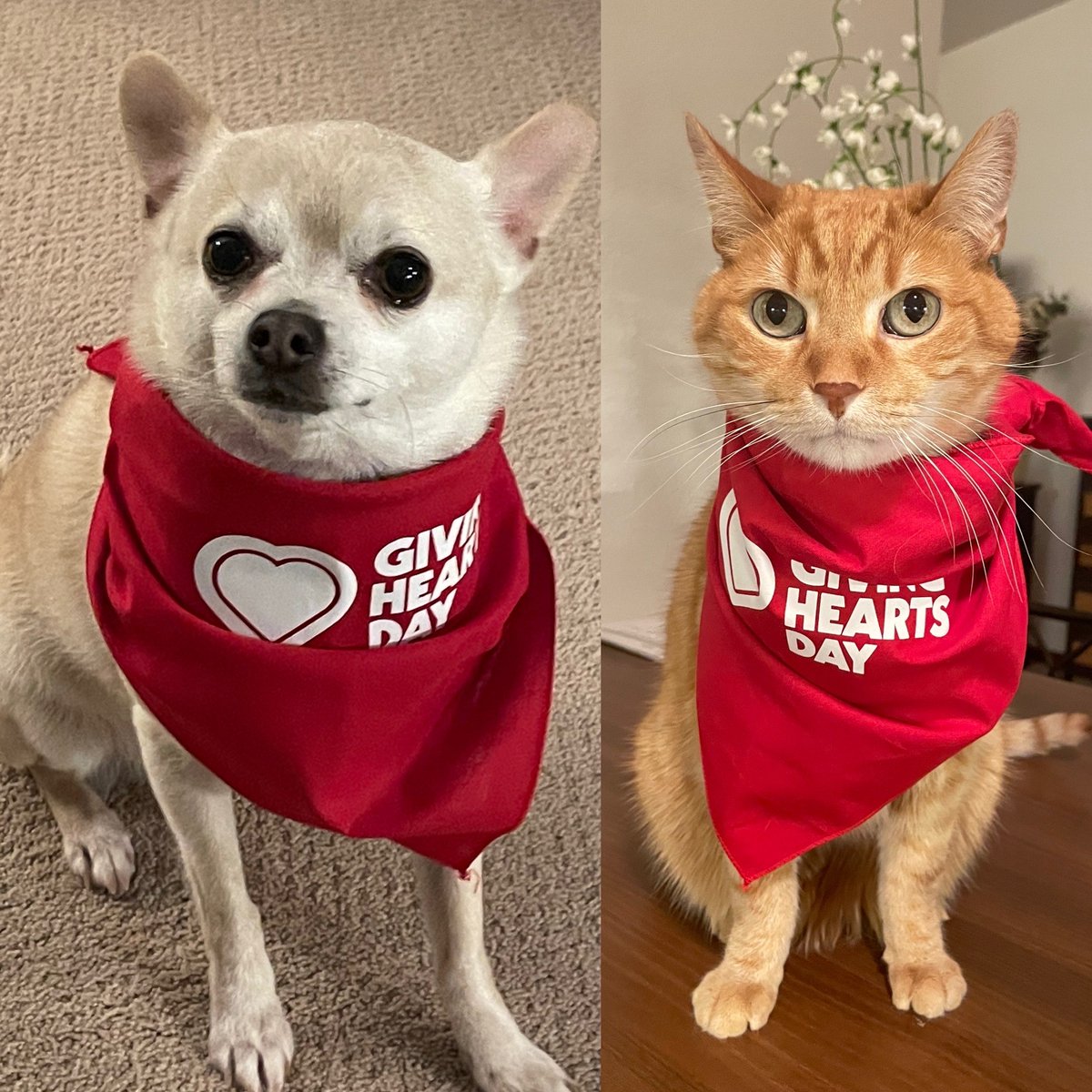 My guys are ready for #givingheartsday lnkd.in/dvYf85Fn <a href="/TNTKidsFitness/">TNT Kid's Fitness</a>
Thanks @ShirtsfromFargo for the lovely bandannas!
#TNTCrew #givingheartsday2022 #MorristheCatFargo #ChimichangatheChihuahuaFargo