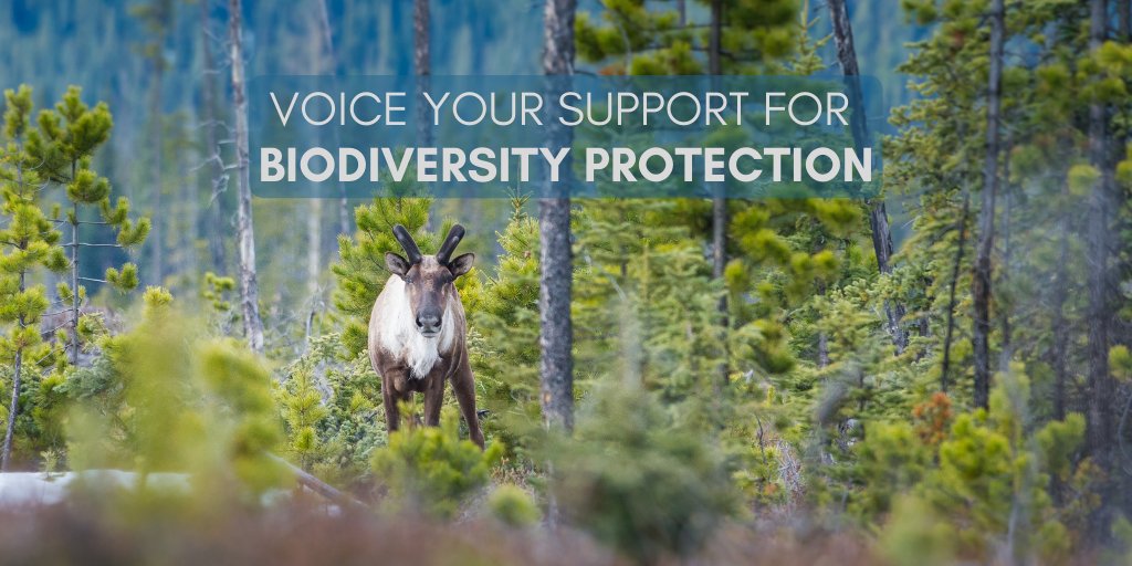 our_safety_NET's tweet photo. Protecting #caribou means stifling #biodiversity loss, safeguarding the integrity of the boreal forest and mitigating the #climatecrisis.
Join @cpaws in asking Canada's government to do their part to protect caribou ➡️ https://t.co/mYQXdxE6Rz
#ForNature #PleaseLookUp https://t.co/KTQkJZhYud