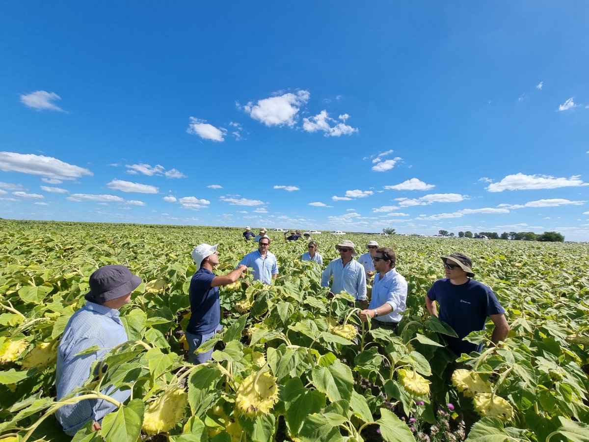 urf_cooperativa's tweet photo. Hoy en recorrida técnica de Cultivo de #griasol 🌻 intercambiando y actualizando conocimientos junto a @TimacAgroUy  y @YalfinSA
.
.
#departamentotécnicourf
#cultivosdeverano #agricultura #uruguay🇺🇾 #Cooperativa #producirparacrecerjuntos https://t.co/9dDHNLuaul