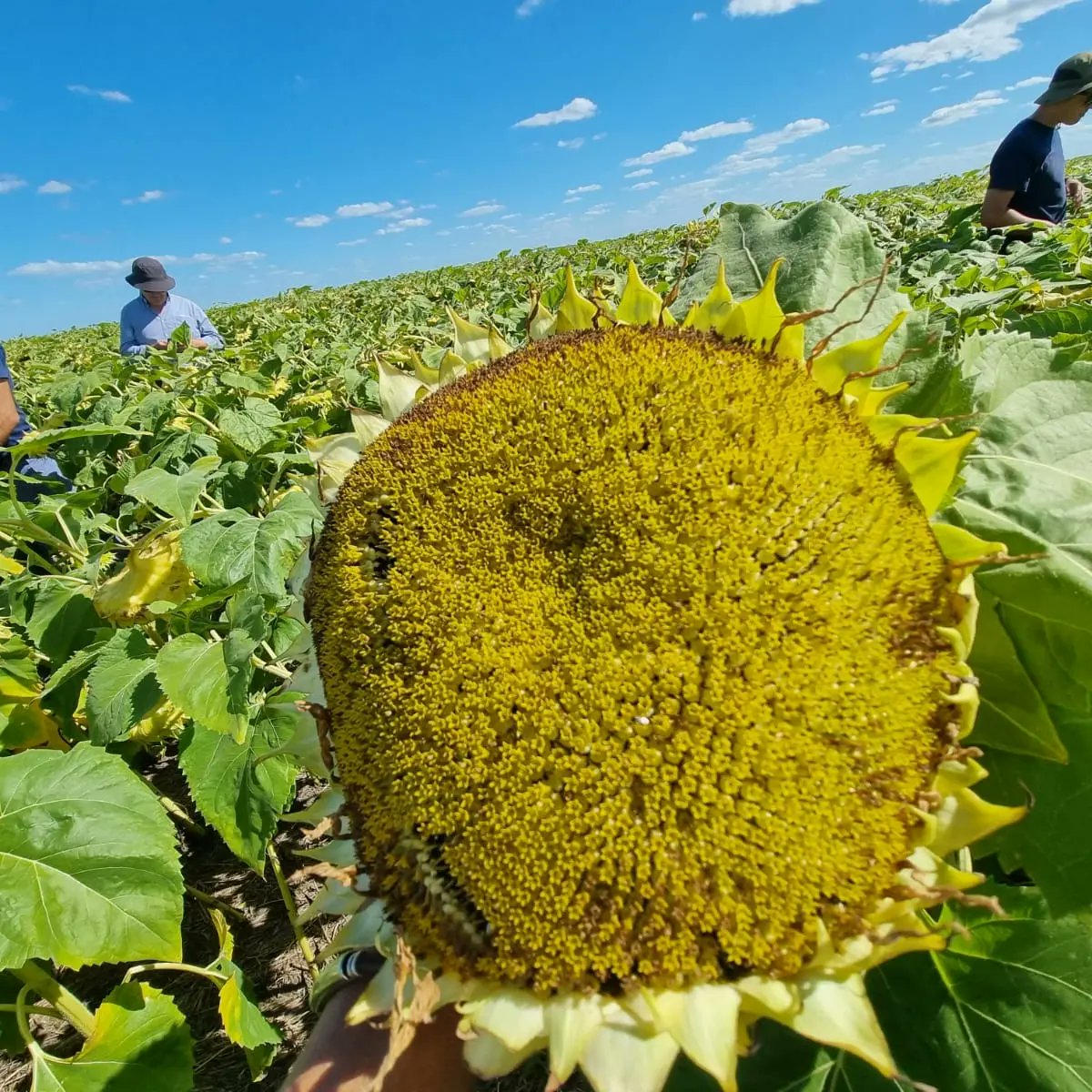 urf_cooperativa's tweet photo. Hoy en recorrida técnica de Cultivo de #griasol 🌻 intercambiando y actualizando conocimientos junto a @TimacAgroUy  y @YalfinSA
.
.
#departamentotécnicourf
#cultivosdeverano #agricultura #uruguay🇺🇾 #Cooperativa #producirparacrecerjuntos https://t.co/9dDHNLuaul