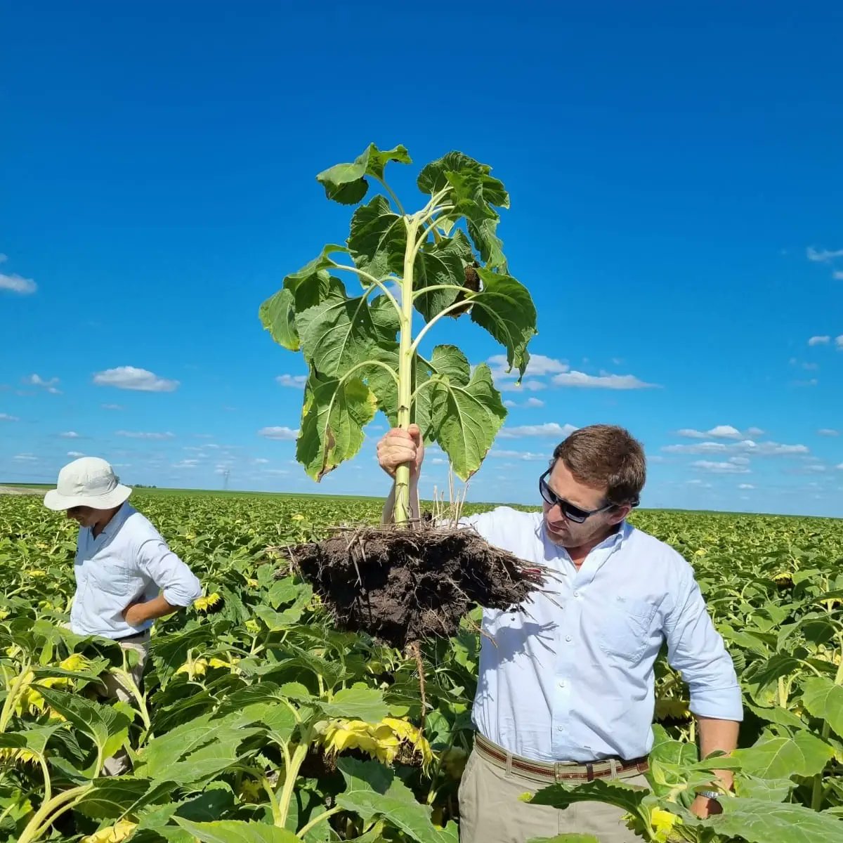 urf_cooperativa's tweet photo. Hoy en recorrida técnica de Cultivo de #griasol 🌻 intercambiando y actualizando conocimientos junto a @TimacAgroUy  y @YalfinSA
.
.
#departamentotécnicourf
#cultivosdeverano #agricultura #uruguay🇺🇾 #Cooperativa #producirparacrecerjuntos https://t.co/9dDHNLuaul