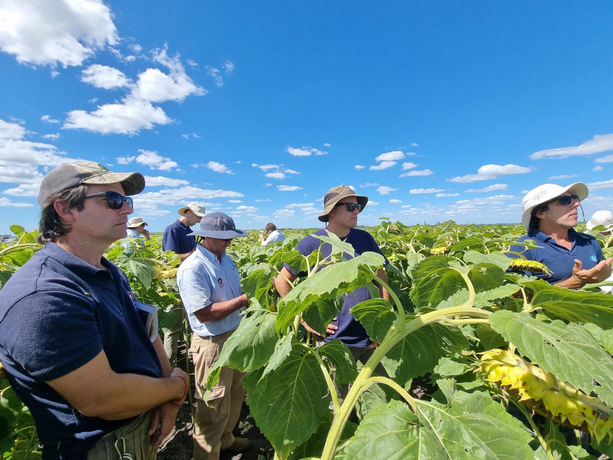 urf_cooperativa's tweet photo. Hoy en recorrida técnica de Cultivo de #griasol 🌻 intercambiando y actualizando conocimientos junto a @TimacAgroUy  y @YalfinSA
.
.
#departamentotécnicourf
#cultivosdeverano #agricultura #uruguay🇺🇾 #Cooperativa #producirparacrecerjuntos https://t.co/9dDHNLuaul