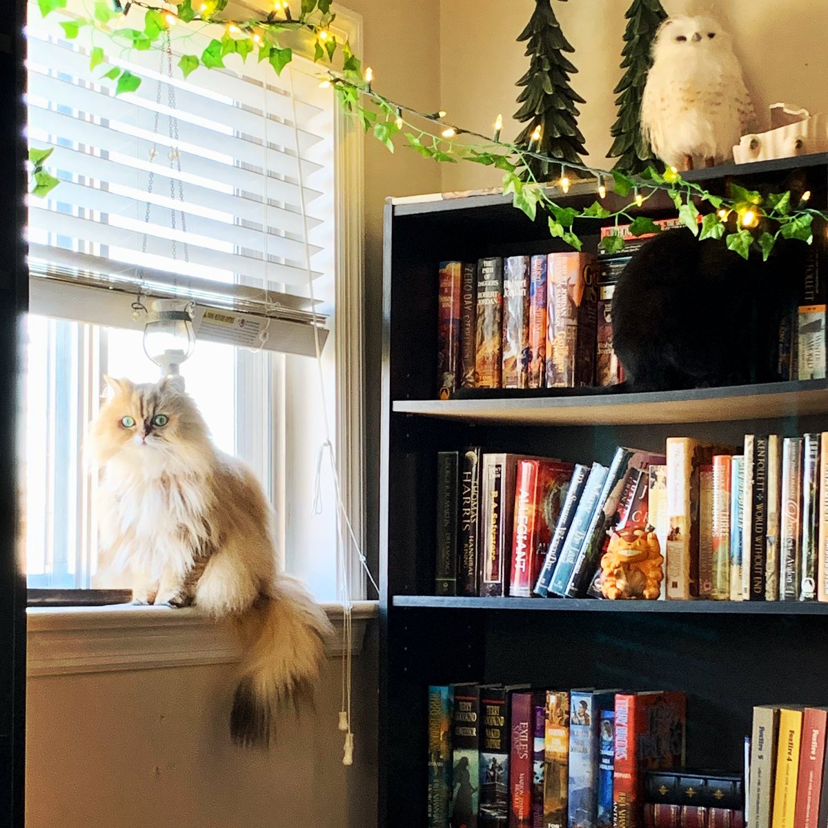 JKasperKramer's tweet photo. Can you spot both cats in this picture? 🐈⬛❤️ Kuma’s good at hiding. Kiki … not so much. 😂
(Also, there’s an Ural Owl cameo from THE STORY THAT CANNOT BE TOLD!)
#blackcat #goldenchinchillapersian #shelfie #thestorythatcannotbetold https://t.co/YvTYj1TwW6